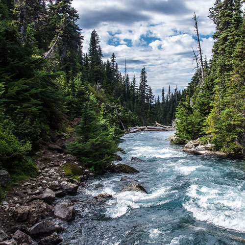 river in the forest